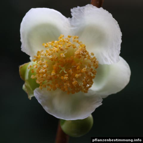 camellia sinensis