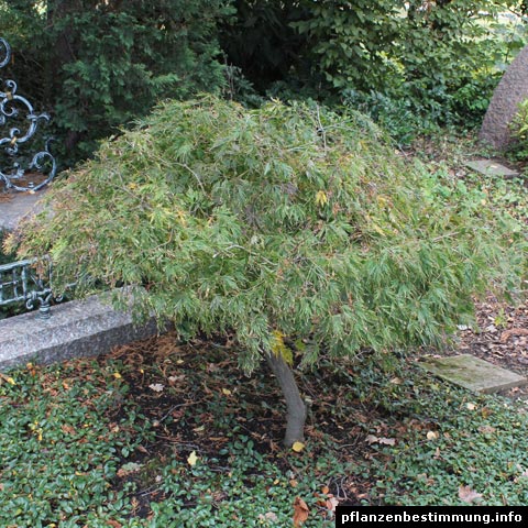 acer palmatum