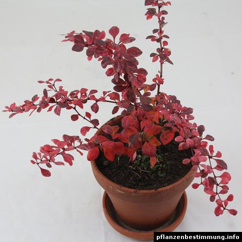 berberis thunbergii