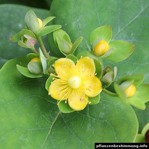 hypericum androsaemum