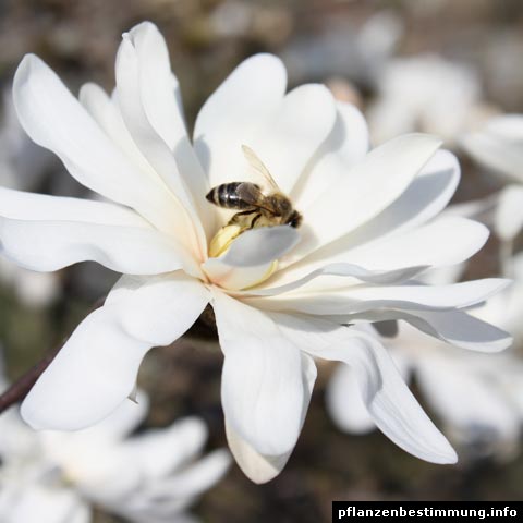 magnolia stellata