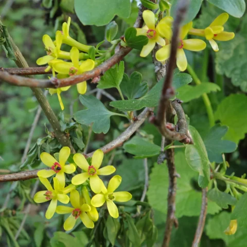 Ribes aureum