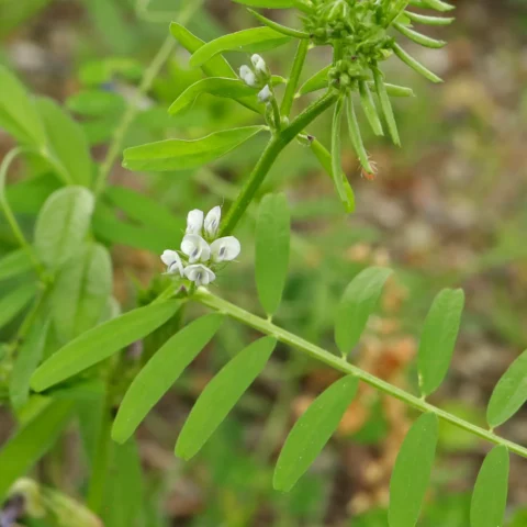 Vicia hirsuta