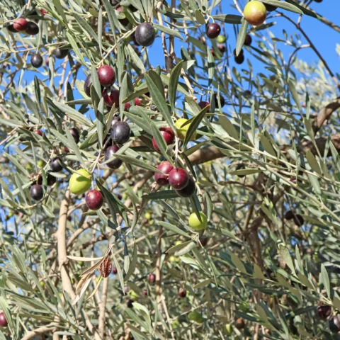 Olea europaea