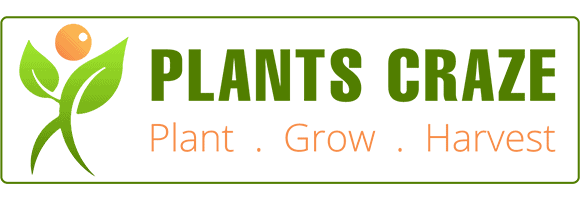 Plants Craze