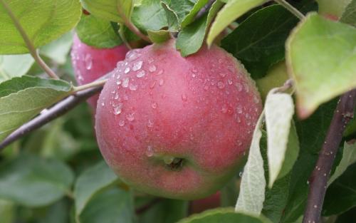 Cortland apples