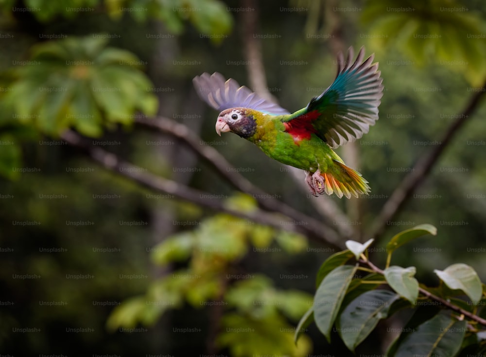 rainforest parrot flying