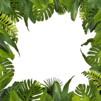 Jungle PNG images free download 