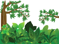 Jungle PNG images free download 