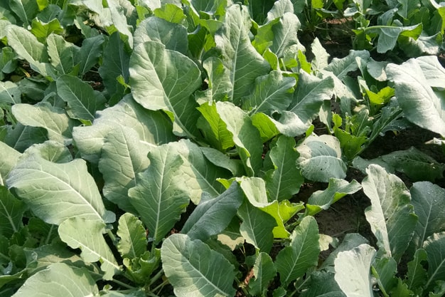 cauliflower plant growing