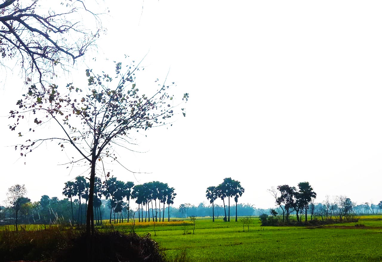 agricalture land farm in village nature