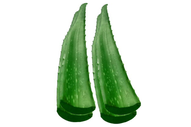 aloe vera