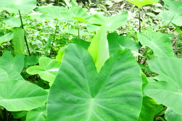 arbi vegetable tree