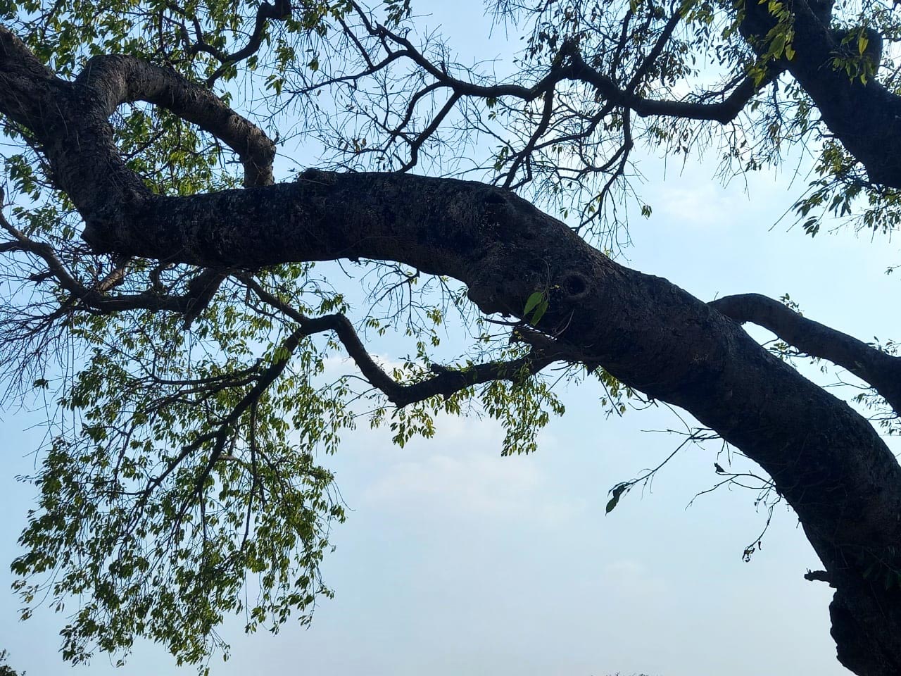 beautifull big tree with blue sky background