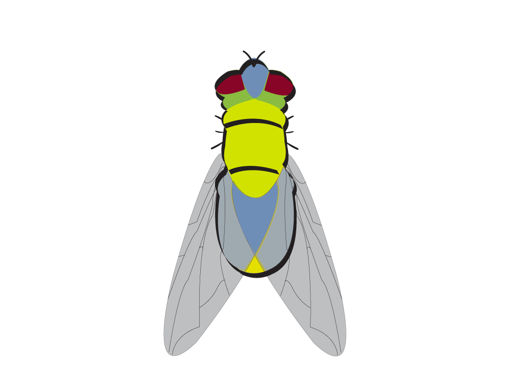 fly png vector psd clipart with transparent background photo for free download