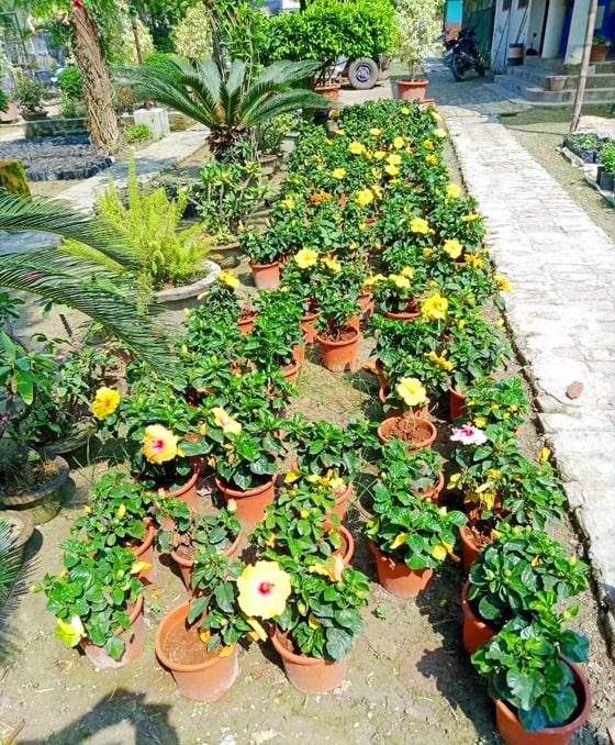 flower garden on rode side of house