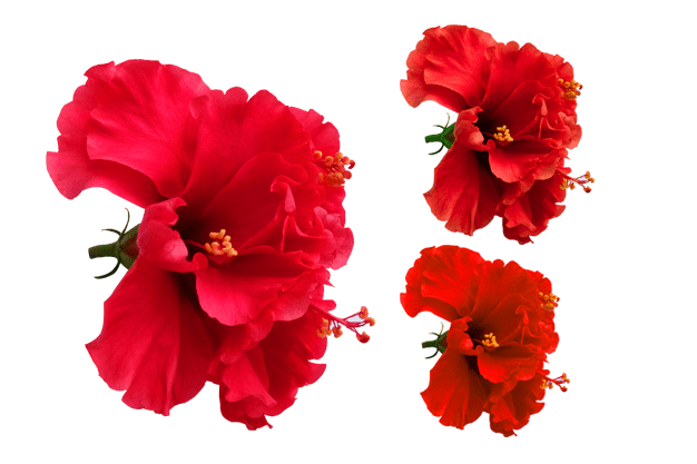 hibiscus flower