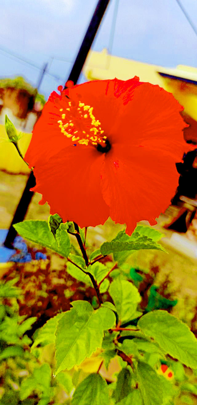 hybrid hibiscus varieties flower