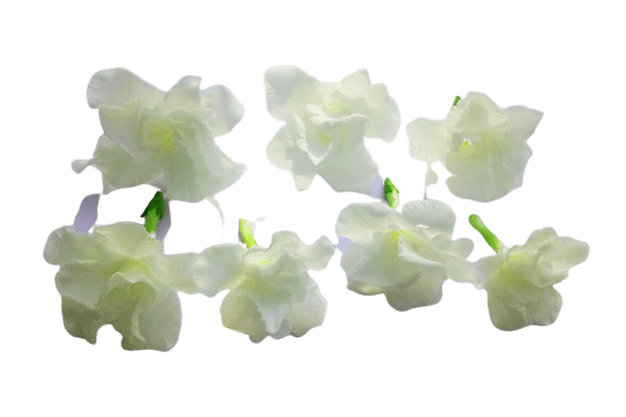 jasmine flower png