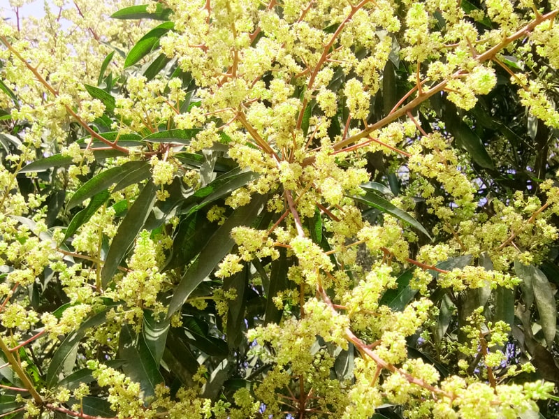  mango tree flower