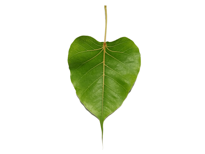 peepal leaf png picture