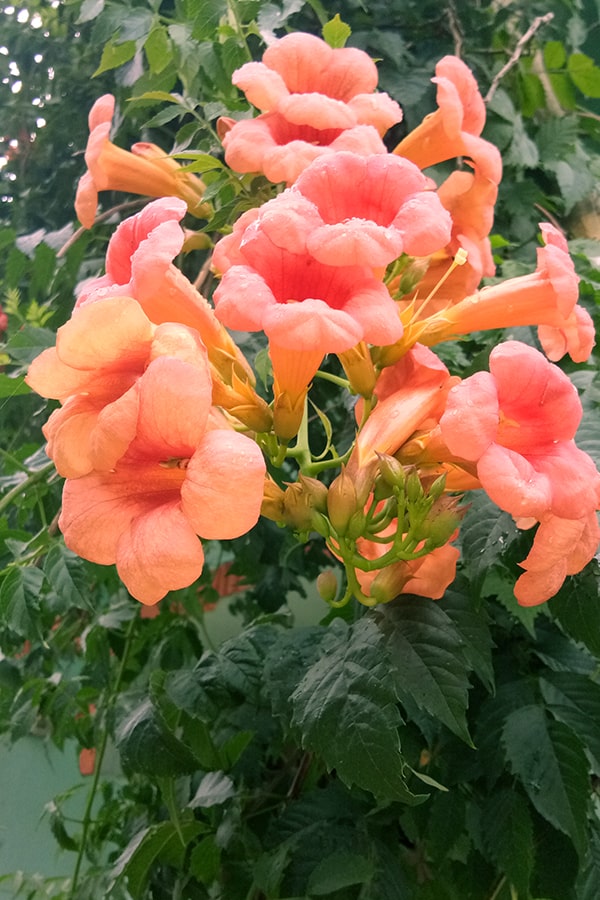 pink trumpet vine flower