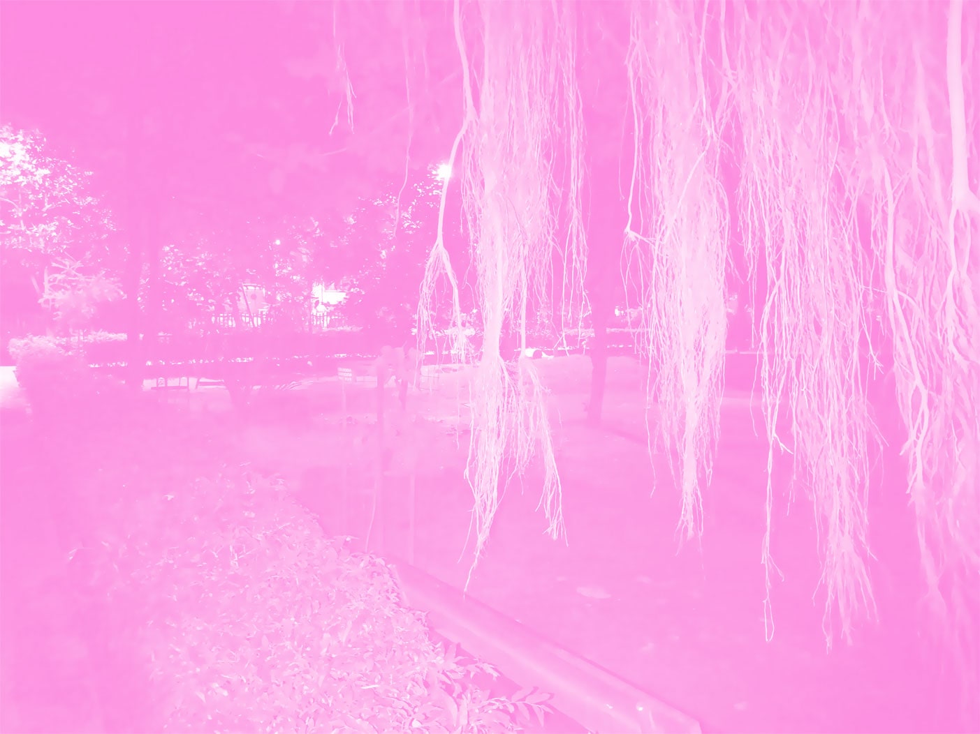 pink desktop wallpaper