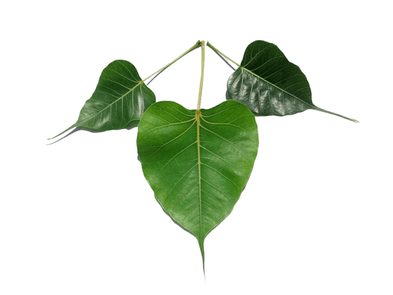 pipal leaf png image