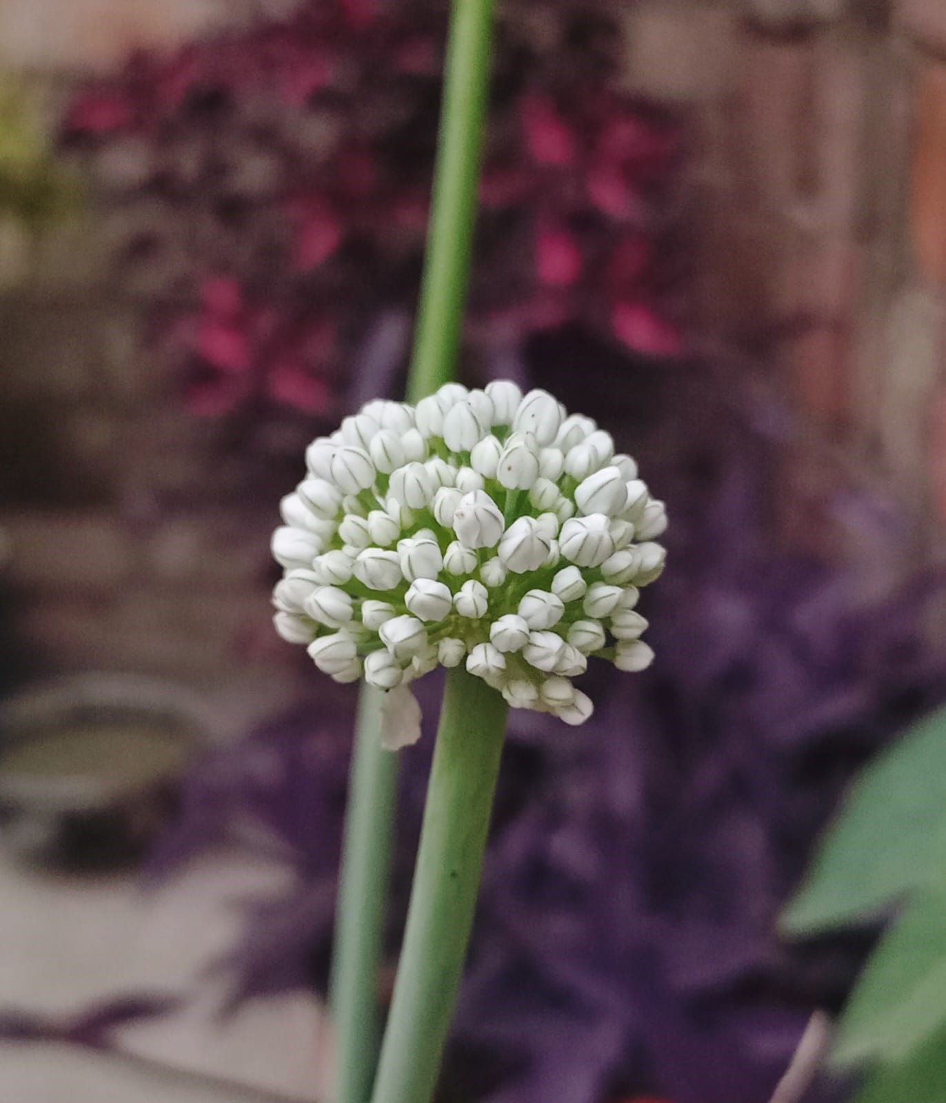 red onion flower stock photos and images