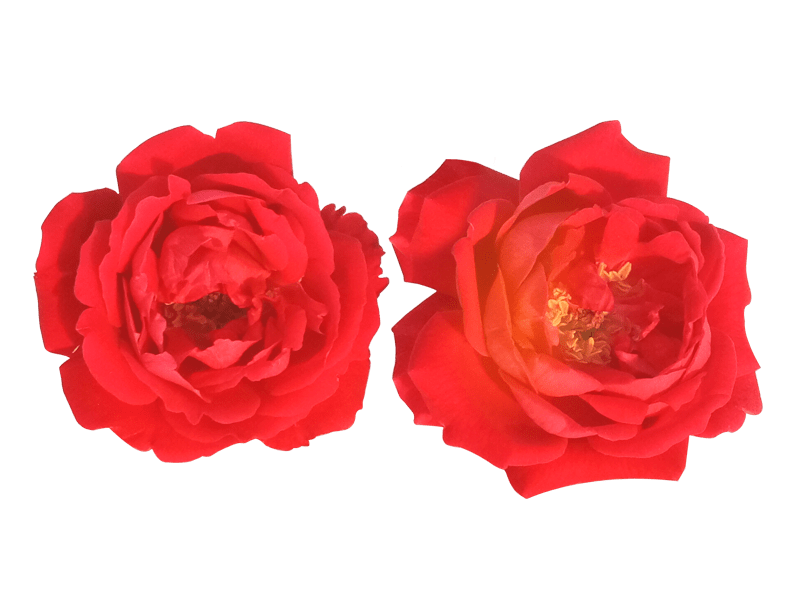 red rose png image