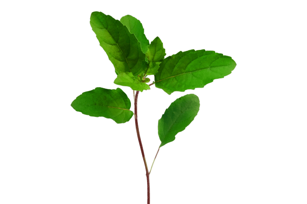 tulsi leaf