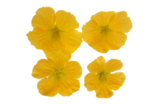 vegetable flowers