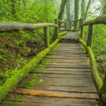 Moss-covered bridge in the forest