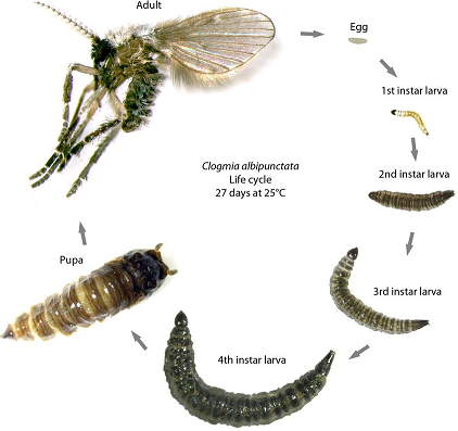 Drain Flies Bite