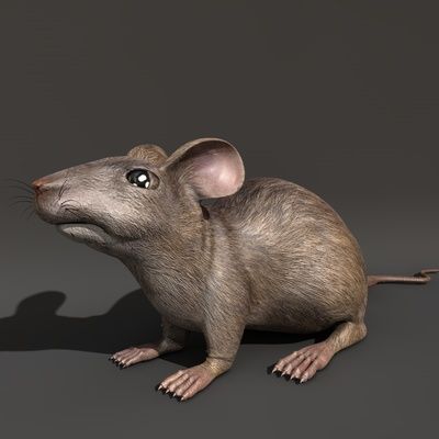 Rat 3d model