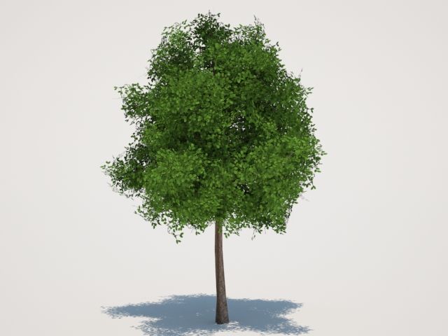 tree 3d model