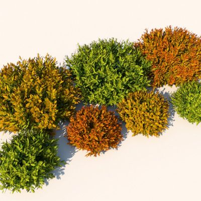 Plant Nandina Bush 3d model