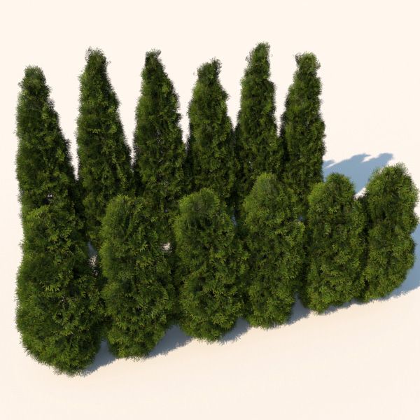 Plant Cedar Bushes 3d model