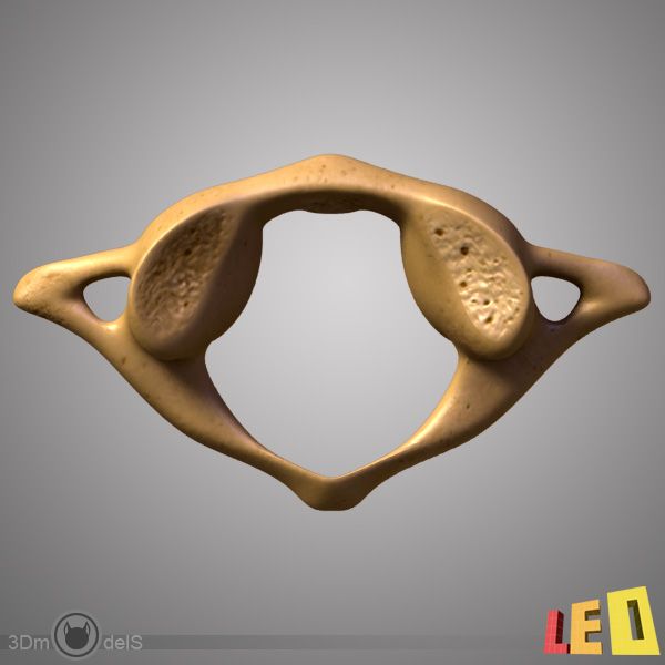 Atlas (vertebra) royalty-free 3d model - Preview no. 3