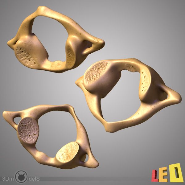 Atlas (vertebra) royalty-free 3d model - Preview no. 5