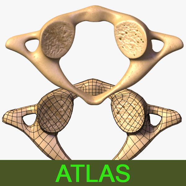 Atlas (vertebra) 3d model