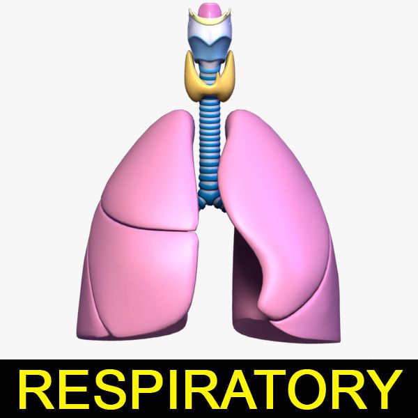 Respiratory System / Lung 3d model