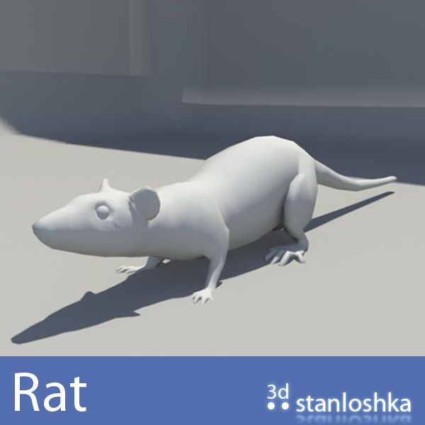 Rat 3d model