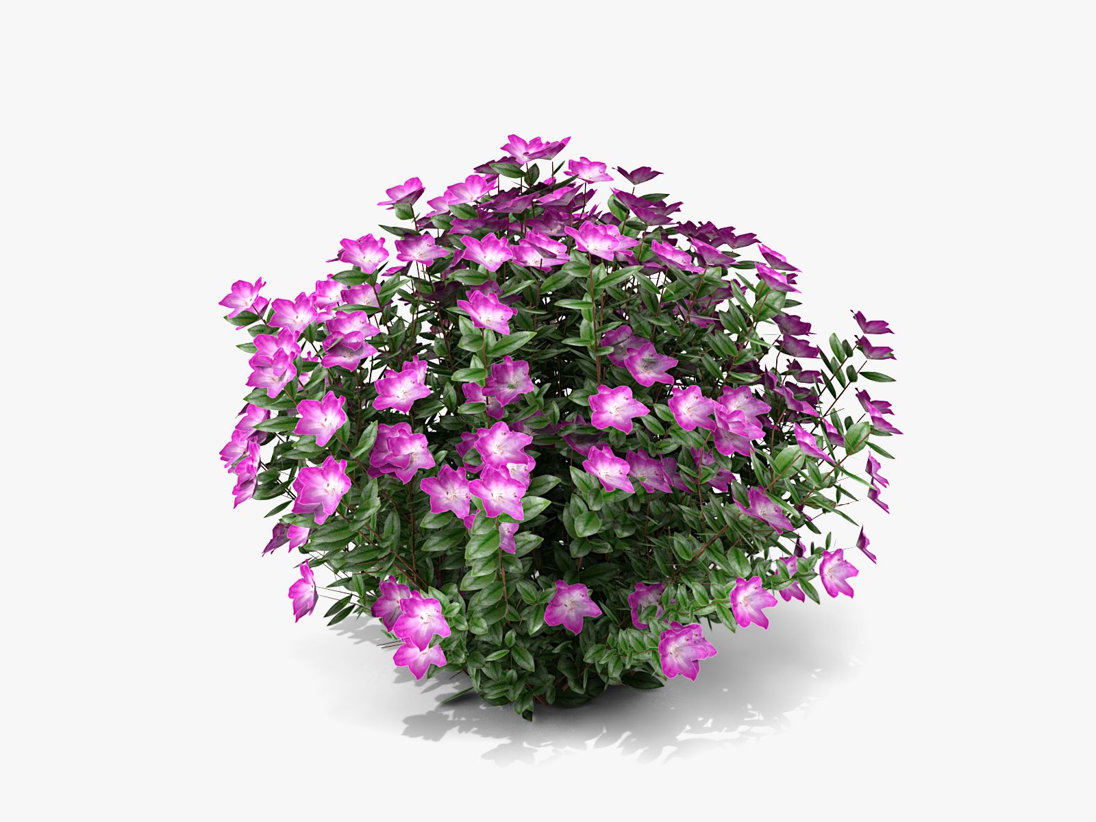 Plant With Flower 3d model