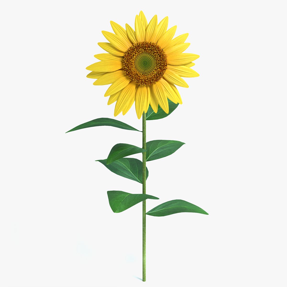 Sunflower 3d model