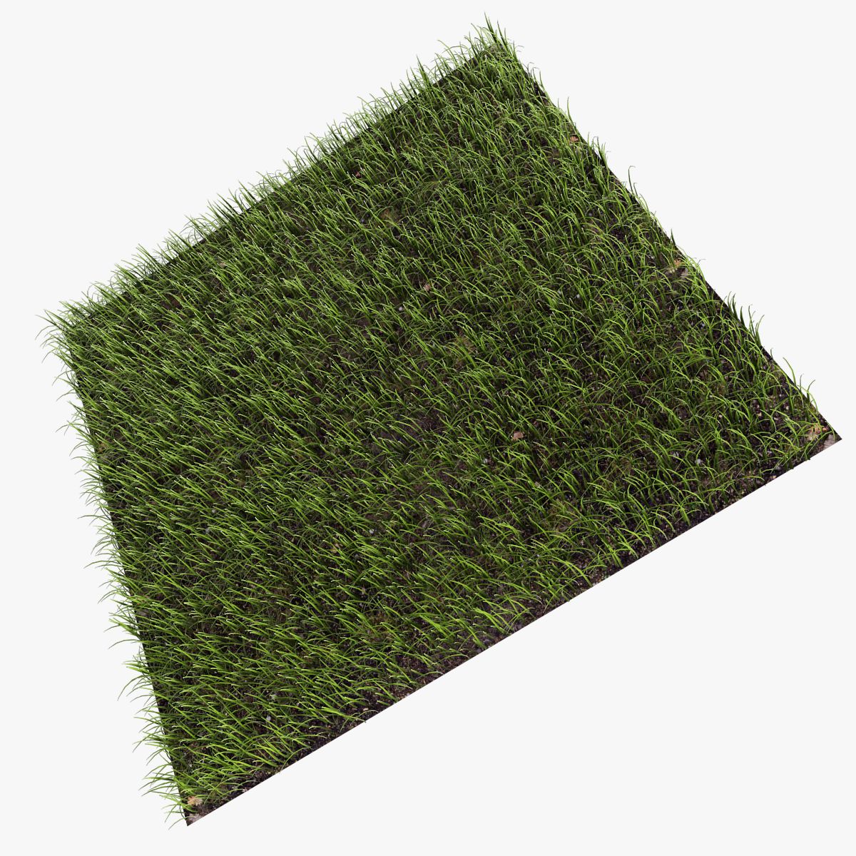 Grass royalty-free 3d model - Preview no. 6