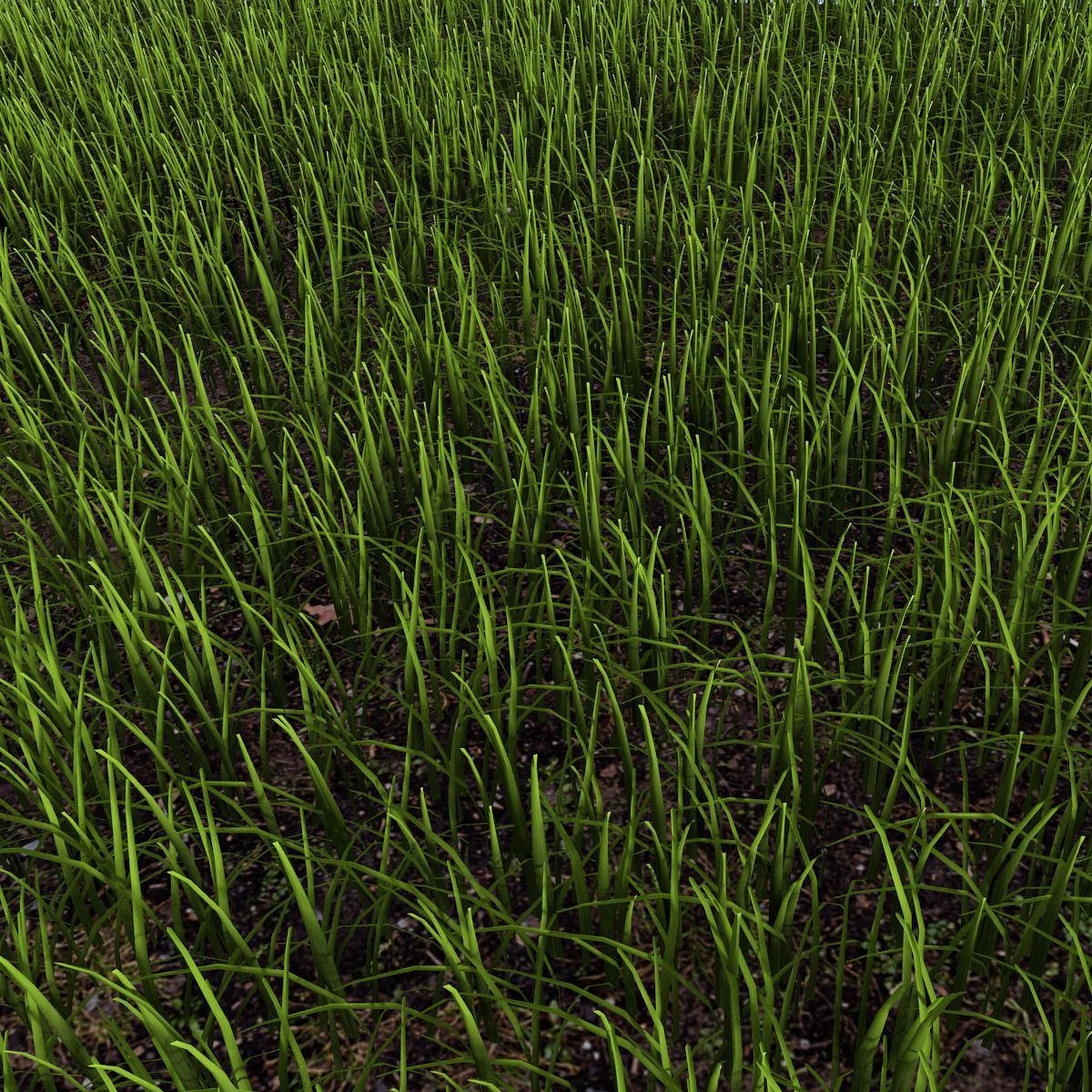 Grass royalty-free 3d model - Preview no. 3