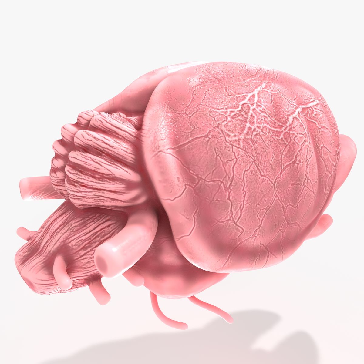 Rat Mouse Brain 3d model