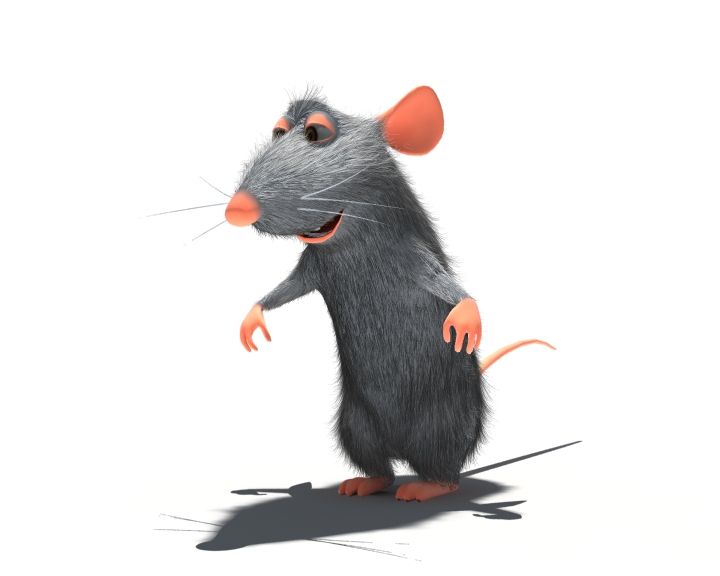 Rat 3d model