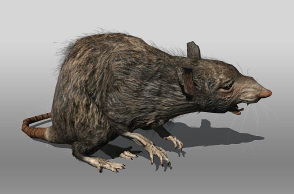 Rat 3d model